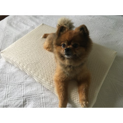 Coussin-matelas Doggy